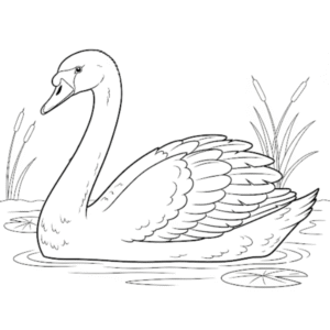 Desenhos de cisnes para imprimir e colorir